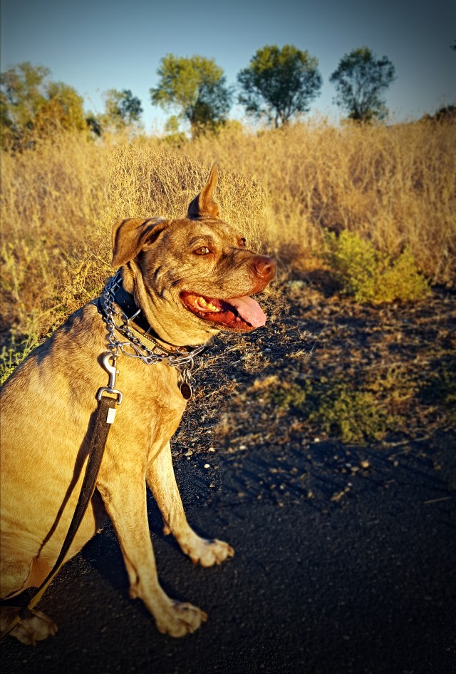 Sunset portrait of a putbull