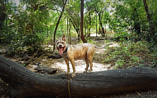 2018-09-19_Lower Bidwell Park 1