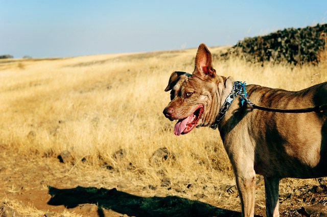 Mitzi Table Mountain Hike