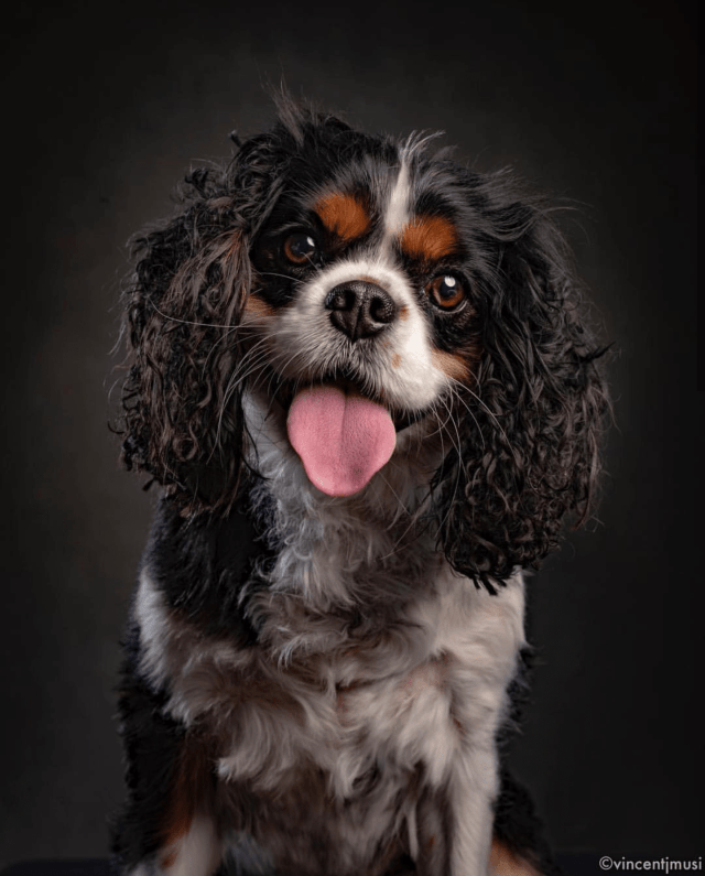 A tri-colored cavalier king charles spaniel in a photography portrait by VIncent J. Musi